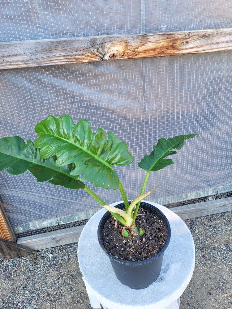 Philodendron Jungle Boogie Plant 8" Pot