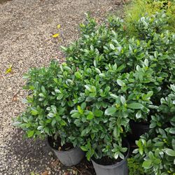 Gardenia Shrubs 3gl 🌸
