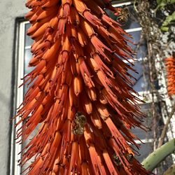 Huge Tree Aloe ferox