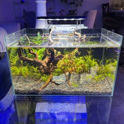 Aquascaped Shrimp Tank