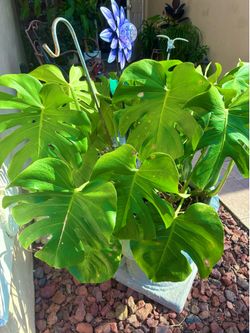 Large Monstera
