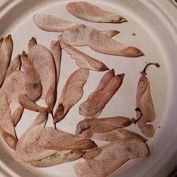25 Maple tree helicopter seeds