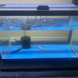 Tank And Bubbler Axolotl