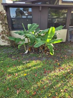 Free banana plants