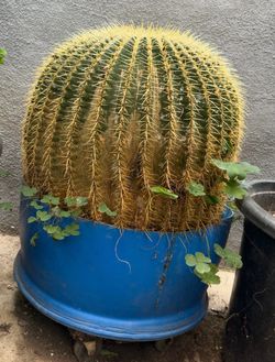 Cactus