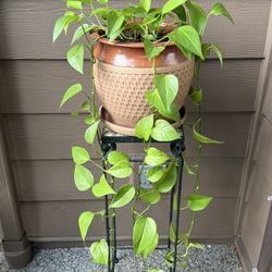 Real Long Trailing Neon Pothos House Plant in a Ceramic Planter Pot with Drainage
