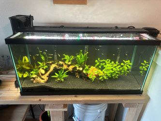 20 gallon tank + plants + light + more