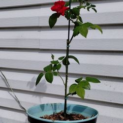 Rose Bush 