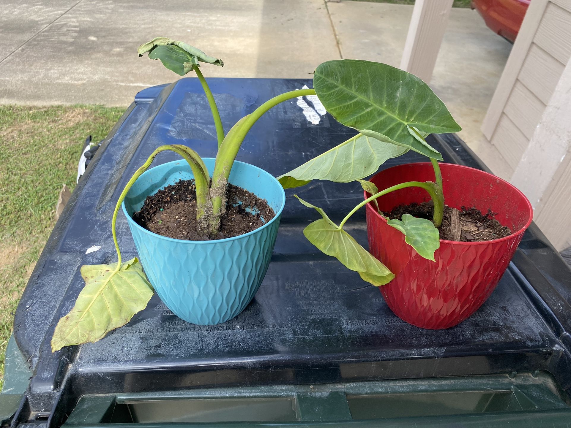 PLANTS