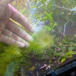 Myriophyllum mattogrossense (Green Milfoil) - Aquascape Aquarium Plants For Freshwater Fish Tanks 