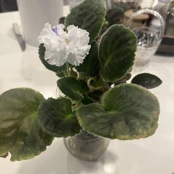 White Rare Curley African Violet Blooming Flower Plant 