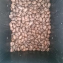 Pecans