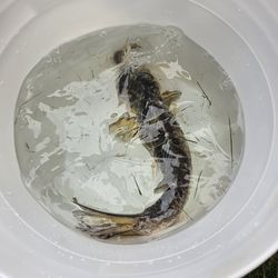 Koi fish large