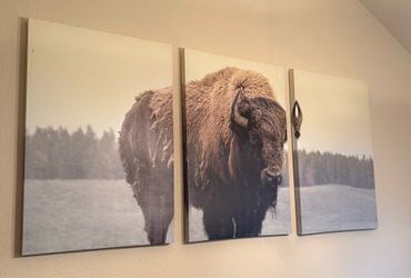 Buffalo Picture Canvas