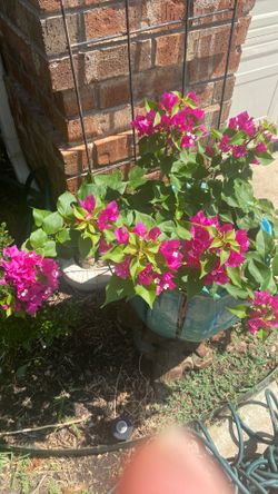Bouganvilla with vintage ceramic pot