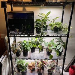 Preassembled Plant Shelf With Lights