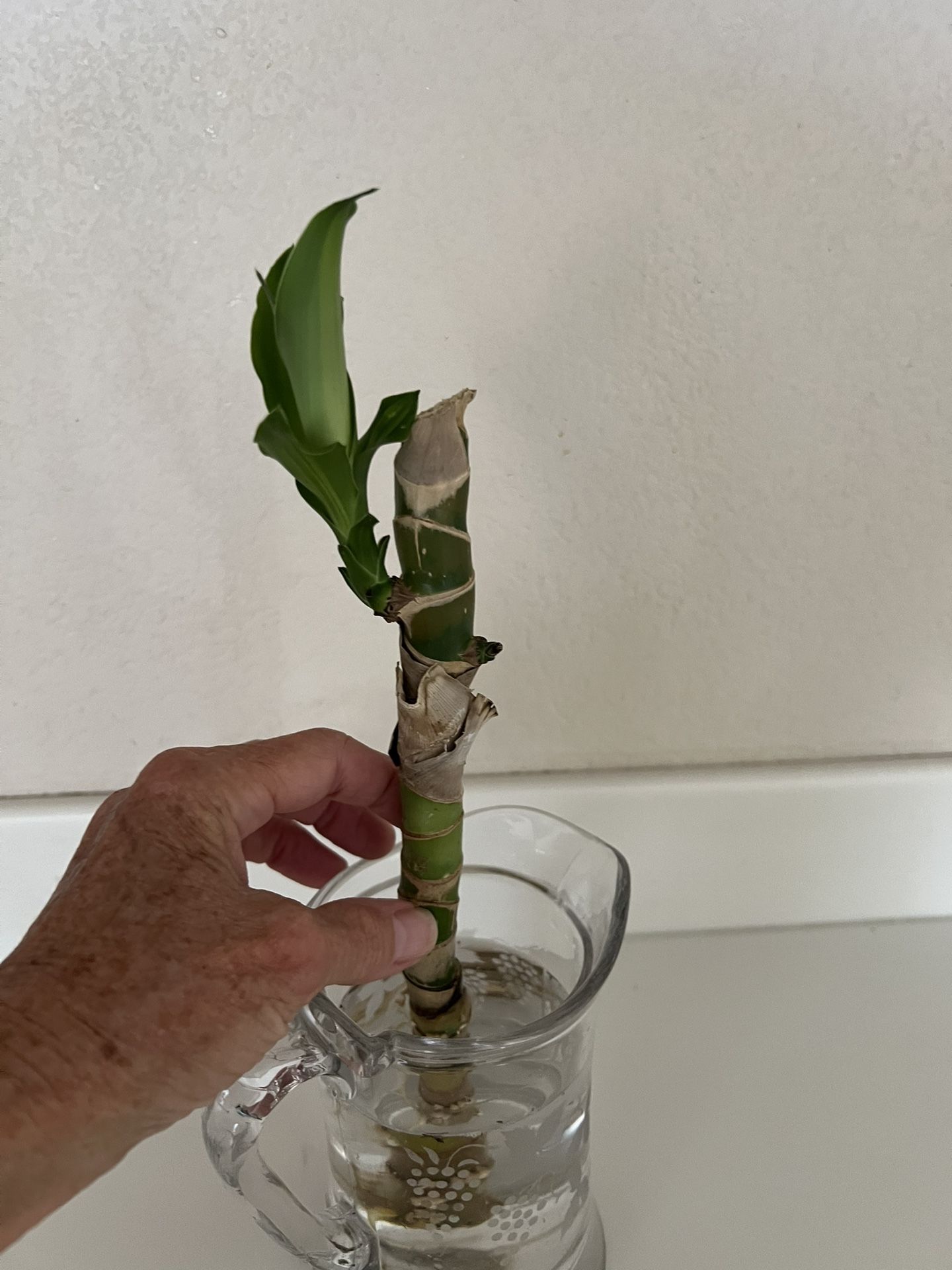 Beautiful Corn Plant Stalk - Ready To Plant (or Leave In Water As Long As You’d Like!)