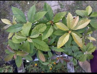 Island Avocado tree