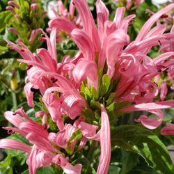 Pink  Flamingo  Plant