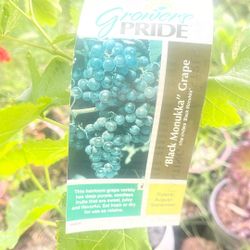 Black   Monika Grape Plant