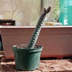 Pine cone cactus paddles