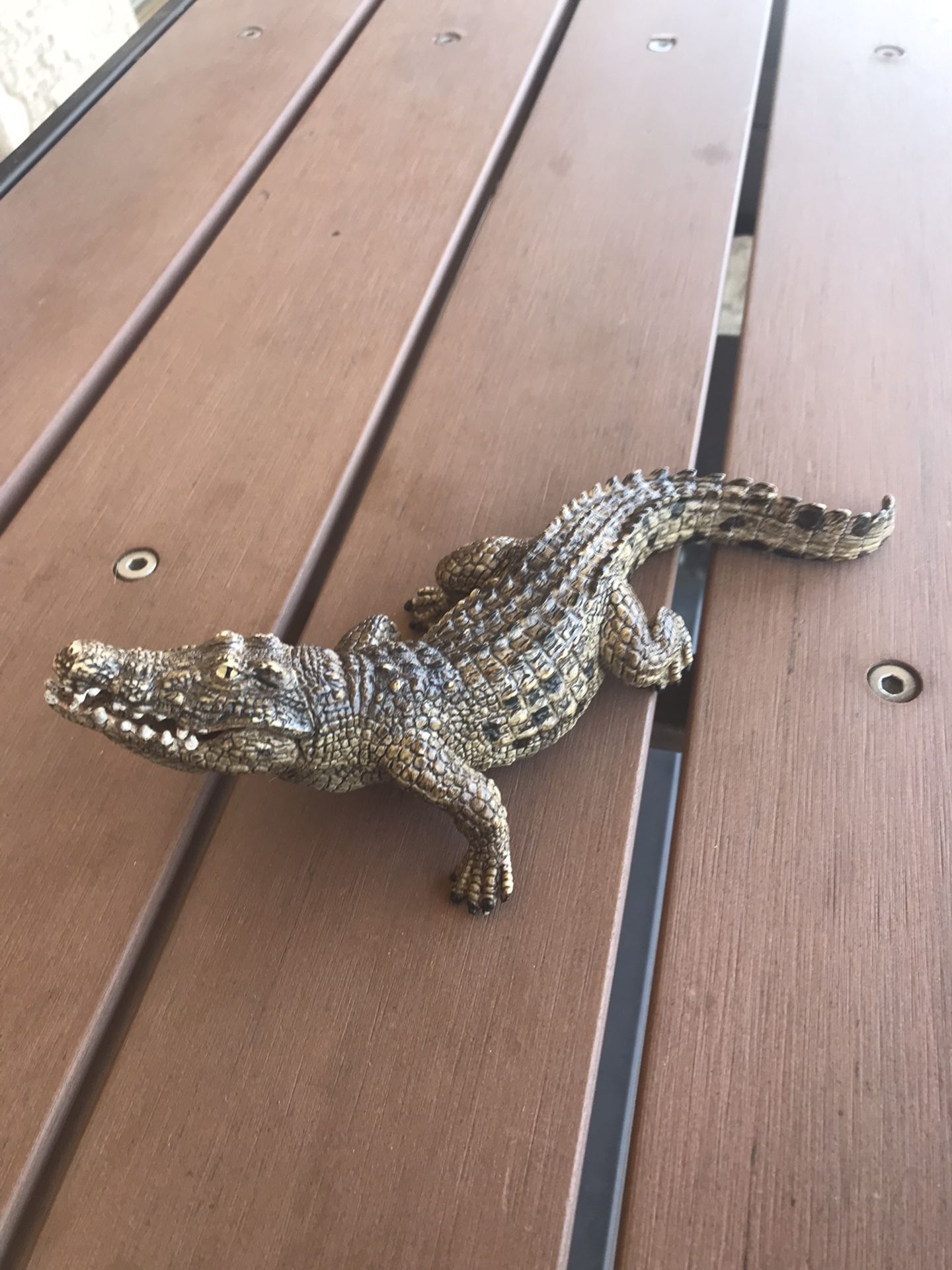 7 Inch Long Cocodrile Opens The Mouth