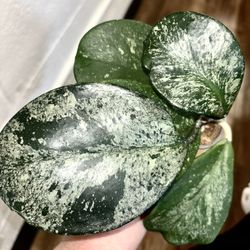 Hoya Obovata Silver Splash 