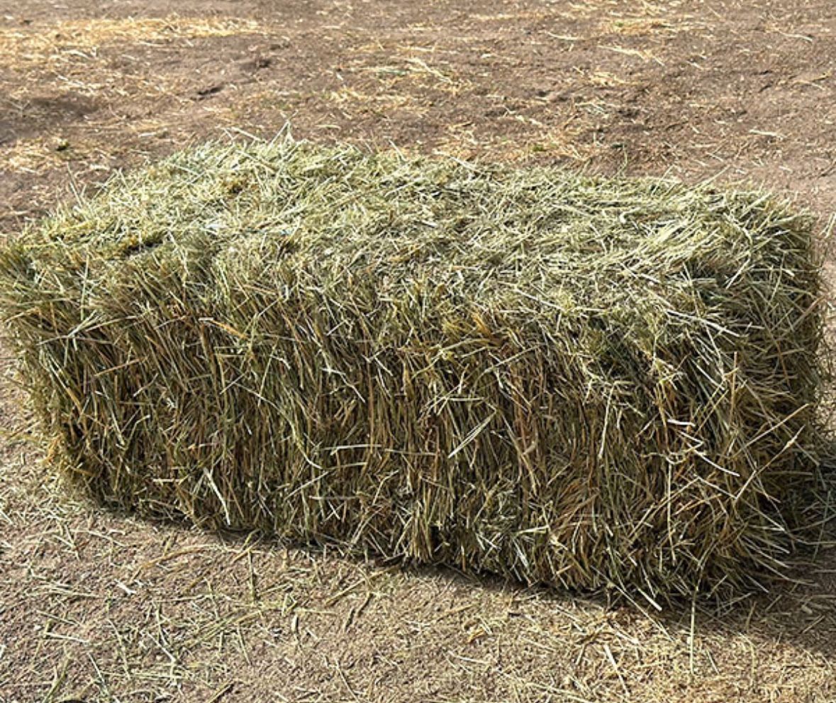 Teff Grass Hay For Horses. Low Sugar