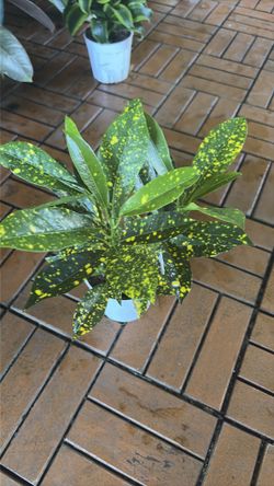 Gold Dust Croton tropical houseplant 4”