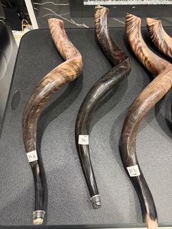 Shofars from Israel