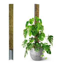 New 59" Large D-Shape Moss Pole for Big Climbing Plants, Rigid Support for Mature Plants