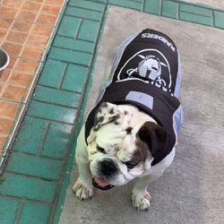 Las Vegas Raiders Dog Jackets 