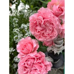 Japanese Rose live plants 2 gallons Coral Gelee