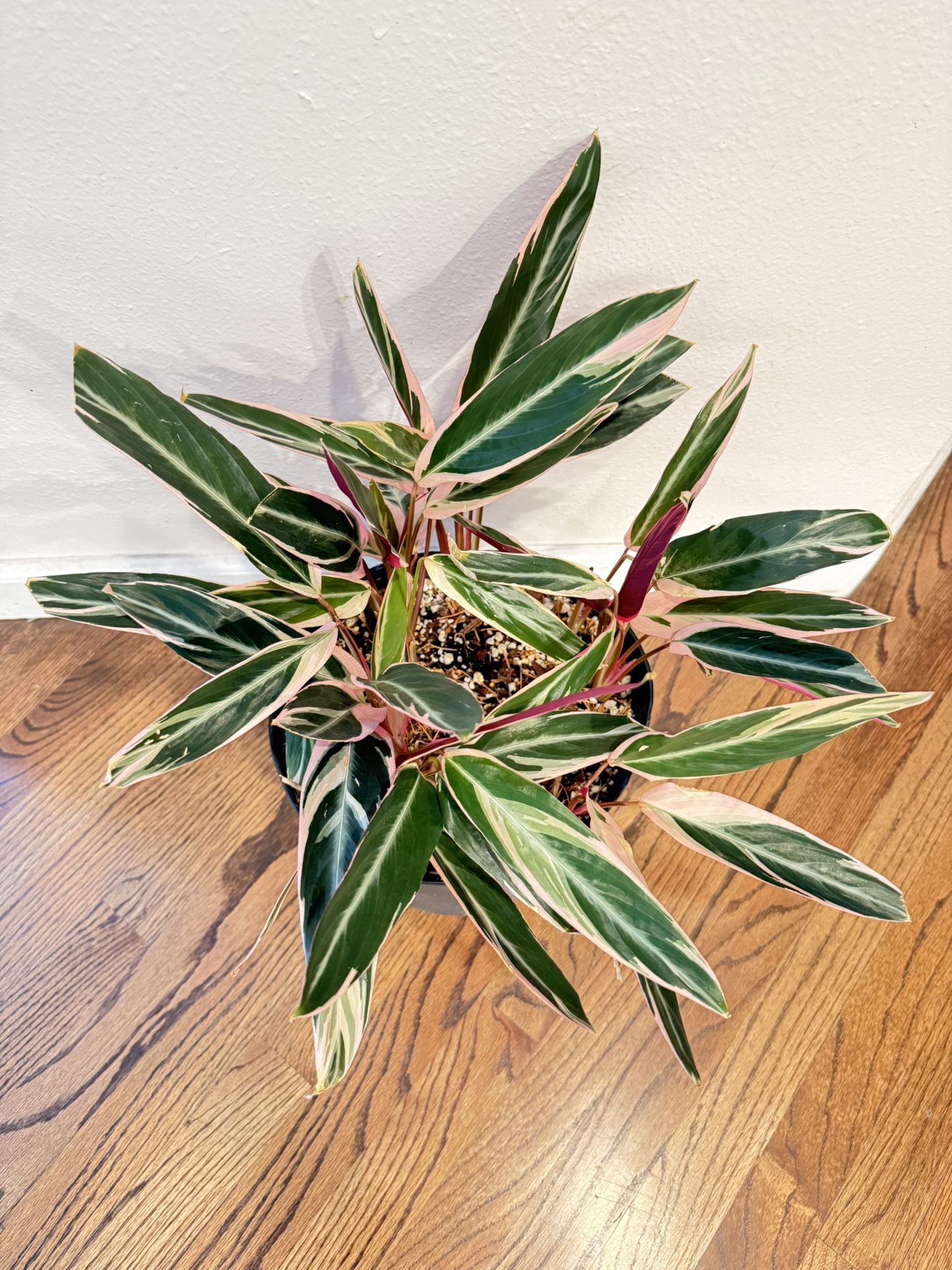 Houseplant Tirostar Tricolor Plant 10” Pot