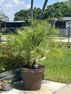 4 Pigm Date palm Rubelina Palm