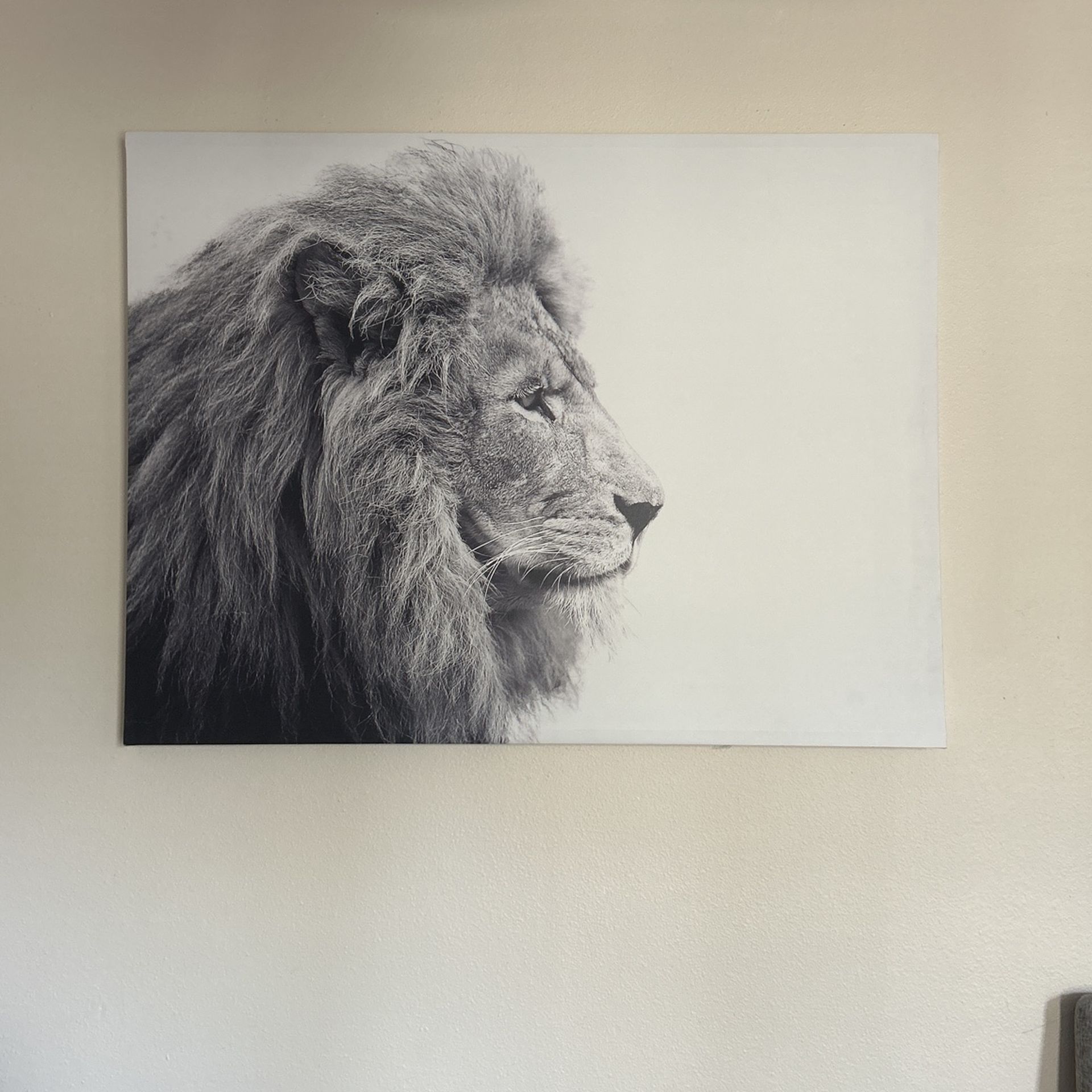 Lion picture
