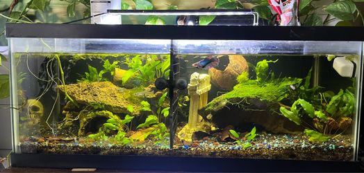 Fish tank set up 20 gallon