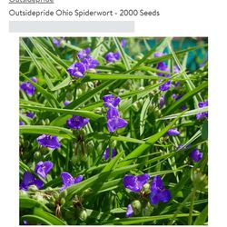 Half bag of Purple Spiderwort plants
