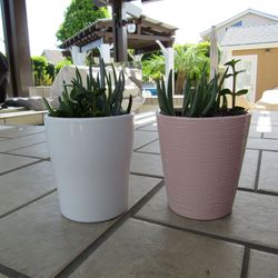 Set Of Pink & White Garden Pots With Succulents