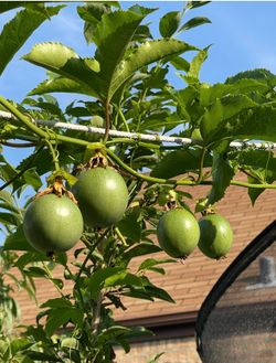 Passion fruit trees $5 each