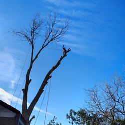 SE ASEN TRABAJOS DE ÁRBOLES A BUENOS PRECIOS MANDEME UN MENSAJE O YAMEME PARA UN ESTIMADO GRATIS 