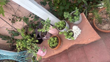 Elephant bush in assorted pots