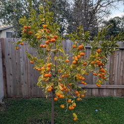 TANGO MANDARINS TREES 🍊🌳/ ARBOLES DE MANDARINAS TANGO 🍊🌳 $45.00 each