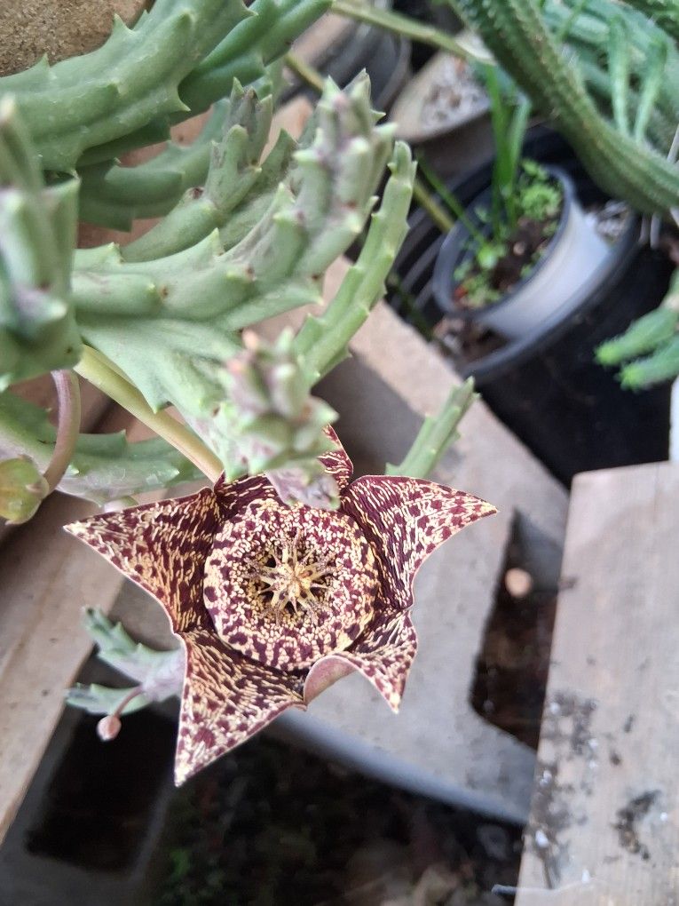 Stapelia ORBEA Variegated Plant $15