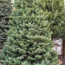 PASO NAVIDAD Y QUIERES TIRAR TU ARBOL YO TE AYUDO PRECIOS VAJOS