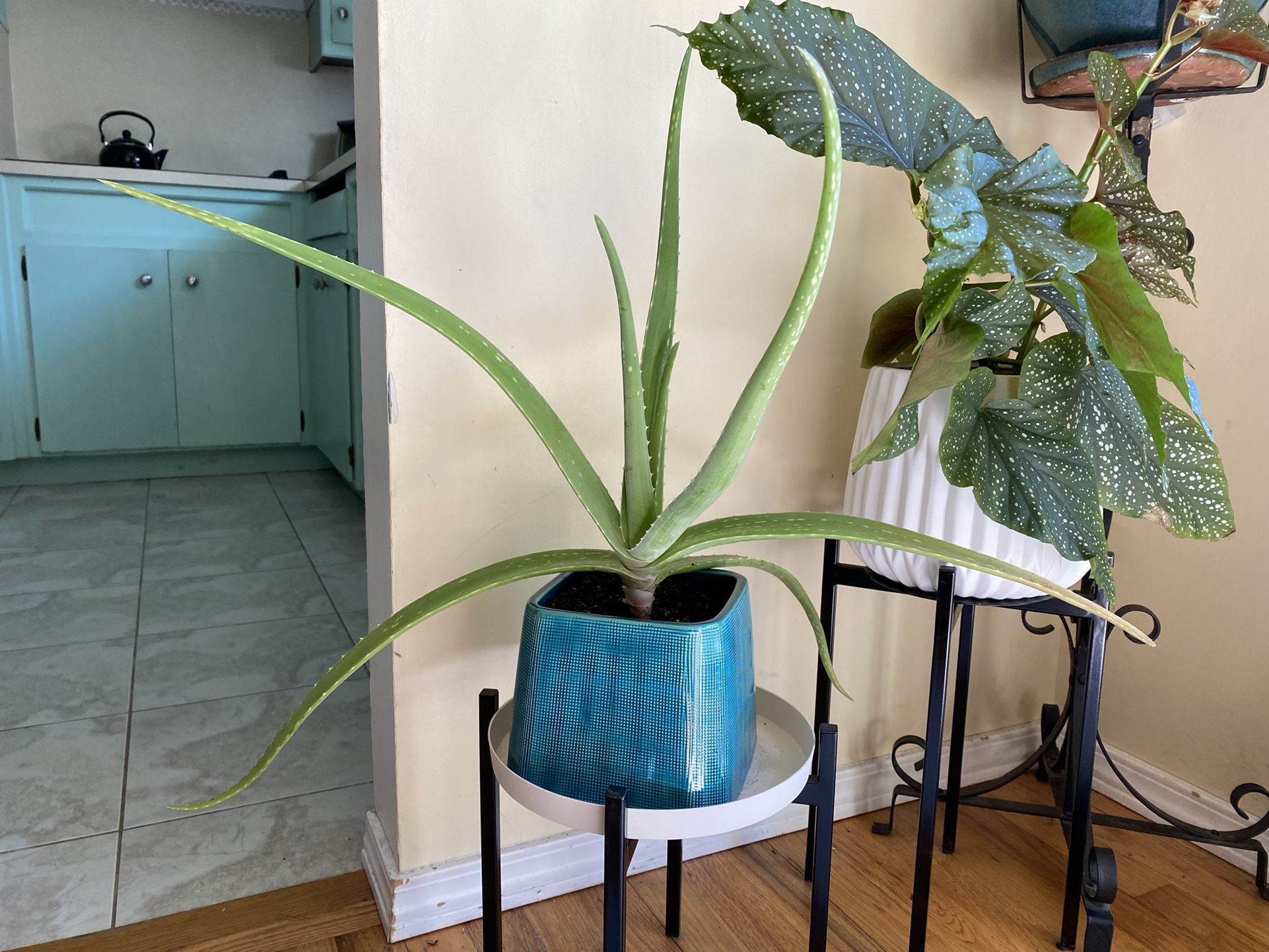 Aloe Vera Plant In Teal Ceramic Pot