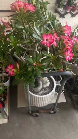 Dessert Rose Plant