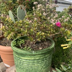Big Plant In Ceramic Pot Flowers I. The Plant. 