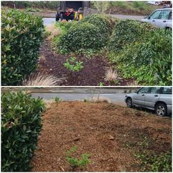Stump Removal Made EASY