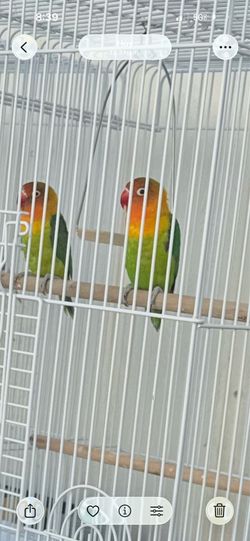Cage bird